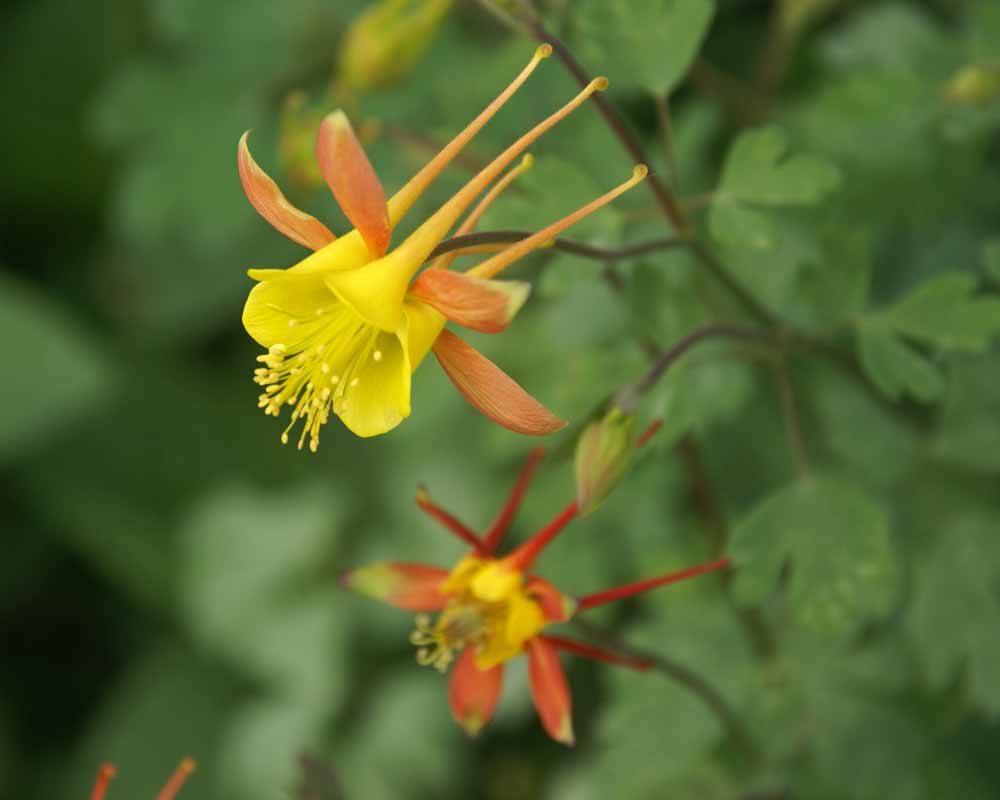 thumbnail image 2 of 30+ Tequila Sunrise Aquilegia Flower Seeds - Perennial, Full Sun Or Part Shade 2 of 3