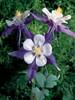 Aquilegia Swan Violet and White