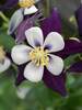 Aquilegia Swan Violet and White