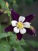 Aquilegia Swan Violet and White