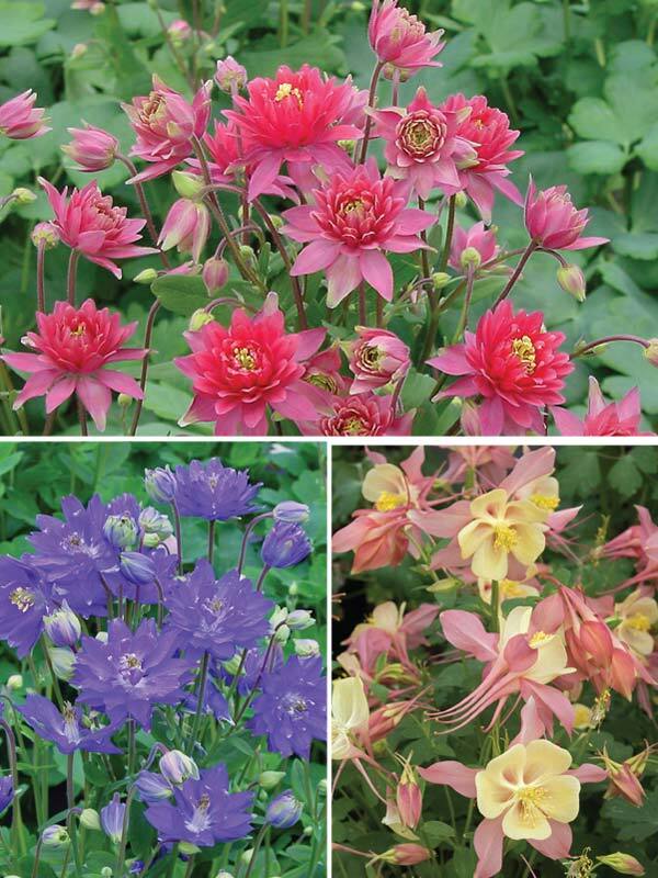 Aquilegia Collection