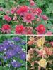 Aquilegia Collection
