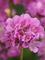 Armeria Ballerina Lilac – Bluestone Perennials