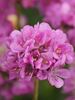 Armeria Ballerina Lilac