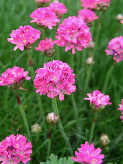 Armeria