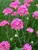 Armeria Bloodstone