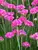Armeria Bloodstone
