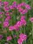 Armeria Bloodstone