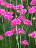 Armeria Bloodstone