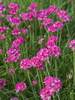 Armeria Bloodstone