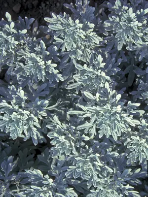 Link to Artemisia Silver Brocade