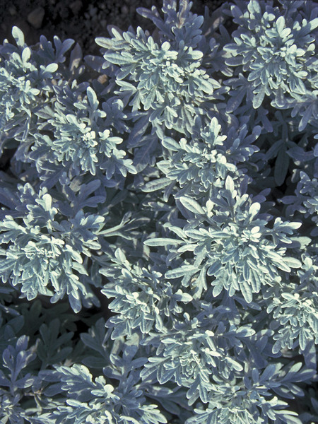 silver brocade artemisia