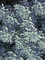 Artemisia Silver-Brocade