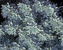 Artemisia Silver-Brocade