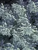 Artemisia Silver-Brocade