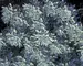 Artemisia Silver-Brocade
