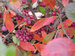 Aronia Berry Scape