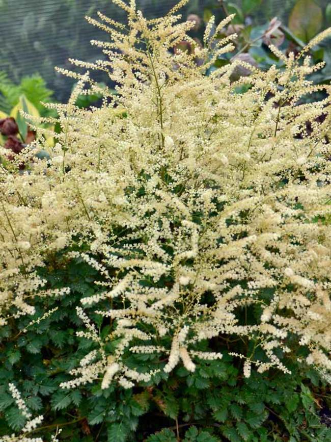 Aruncus Chantilly Lace