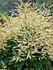 Aruncus Chantilly Lace