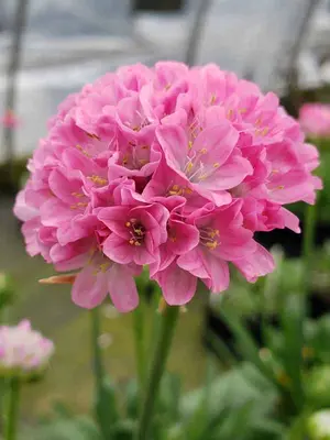 Link to Armeria Daydream