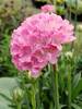 Armeria Daydream