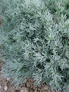 Artemisia