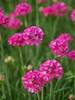 Armeria Dusseldorf Pride