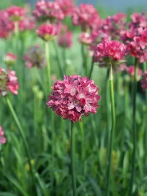 Link to Armeria Dreamland