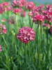 Armeria Dreamland