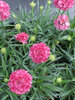 Armeria Dreamland