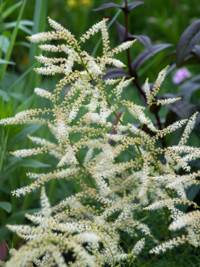 Aruncus Fairy Hair