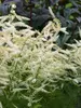Aruncus Fairy Hair