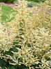 Aruncus Goatee