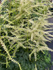 Aruncus Goatee