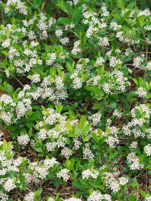 Link to Aronia Ground Hug&reg;	
