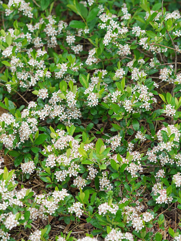 Aronia Ground Hug