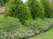 Aronia Ground Hug