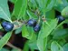Aronia Ground Hug