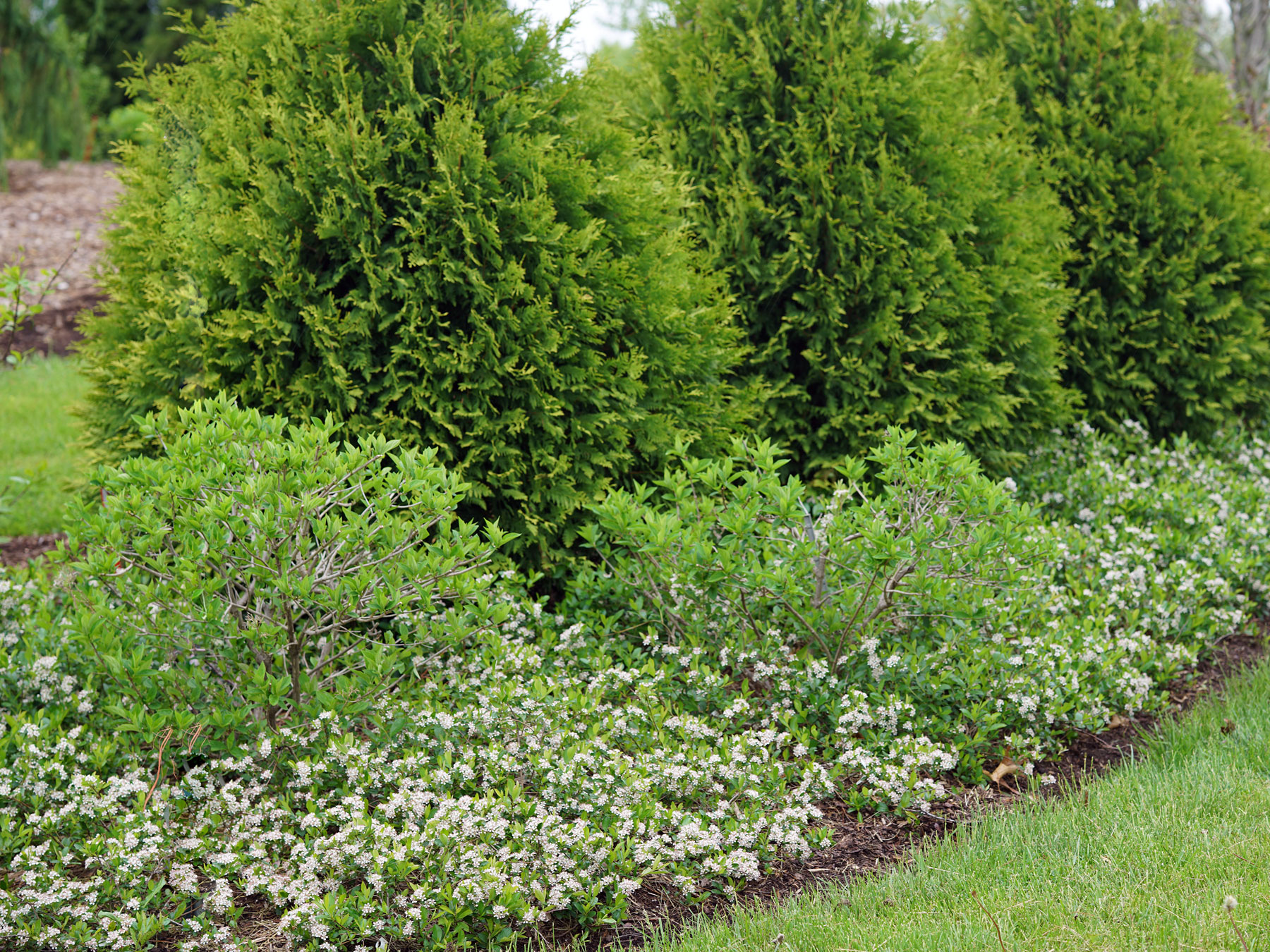 Aronia Ground Hug | Bluestone Perennials