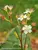 Aronia Low Scape Hedger
