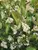 Aronia Low Scape Hedger