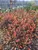 Aronia Low Scape Hedger