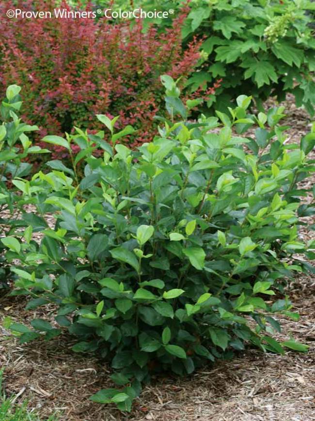 Aronia Low Scape Hedger