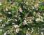 Aronia Low Scape Hedger