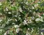Aronia Low Scape Hedger