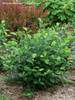Aronia Low Scape Hedger