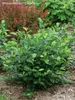Aronia Low Scape Hedger