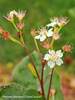 Aronia Low Scape Hedger