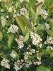 Aronia Low Scape Hedger