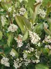Aronia Low Scape Hedger